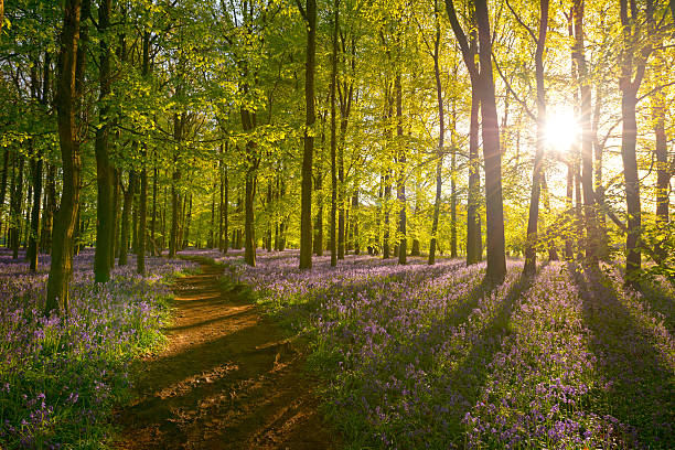 Woodland Management