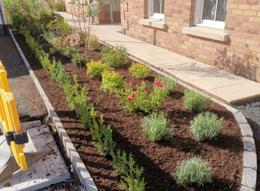 Tree and Shrubs Planting AG Landscaping